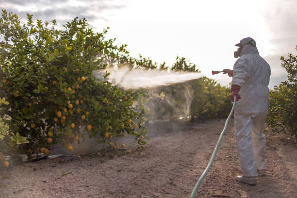 Wasp Removal Services in Bee Cave, TX