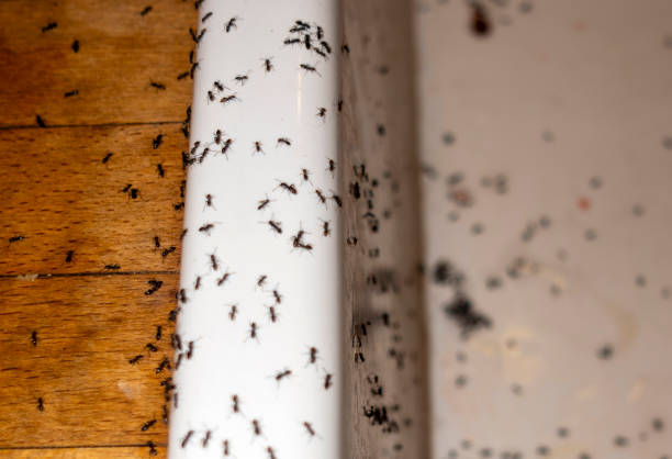 Best Local Pest Control Services  in Bee Cave, TX