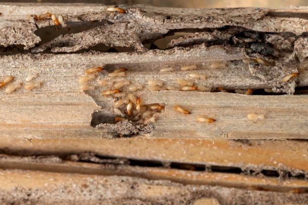 Best Pest Prevention Services  in Bee Cave, TX